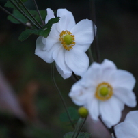 薬用植物園４