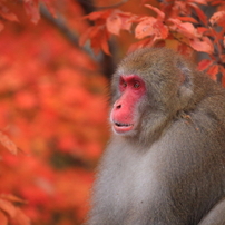 SIGMA(シグマ)のレンズ APO 120-300mm F2.8 EX DG OS HSM