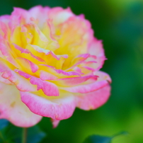 SONY(ソニー)のレンズ 135mm F2.8 [T4.5] STF SAL135F28 で撮影した