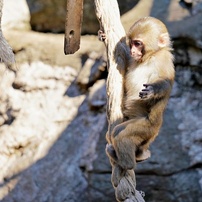 動物写真-45