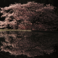 幽玄-諸木野の桜