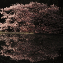 さくら　2010-2011