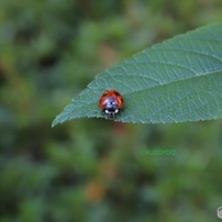見つけると嬉しい虫