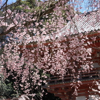 京都　桜　２０１１