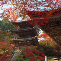 古刹の彩り