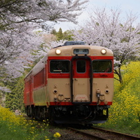 春,好きになるいすみ鉄道