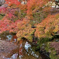 20221122奈良公園紅葉