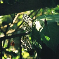 CONTAX(コンタックス)のフィルムカメラRX で撮影した写真(画像