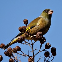野鳥－17