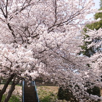 DSCF7747