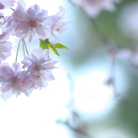 夢桜～春を飾った桜達～