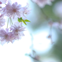 夢桜～春を飾った桜達～