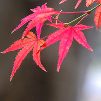 SIGMA(シグマ)のレンズ 18-200mm F3.5-6.3 II DC OS HSM [ニコン用] で