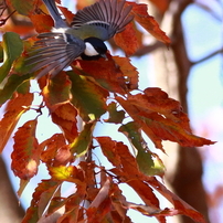 鳥のいる風景