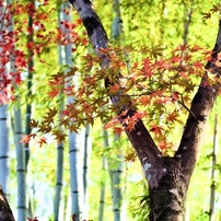 20221128嵐山紅葉