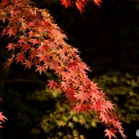 SONY(ソニー)のレンズ DT 16-105mm F3.5-5.6 SAL16105 で撮影した写真 ...