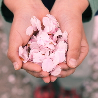 sakura