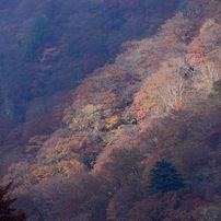 山肌の紅葉