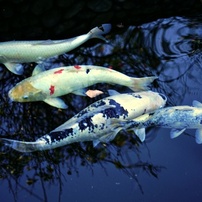 動物写真-46