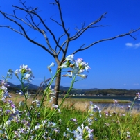 宍道湖、斐伊川