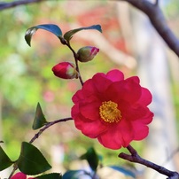20221221長居公園山茶花