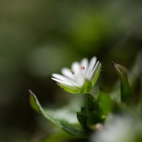 春