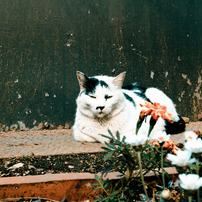 Les chats du TOKYO