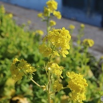 運河沿いに咲く