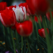 Tulips