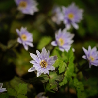 Spring Ephemeral