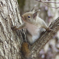 冬の里山で9(リス5)