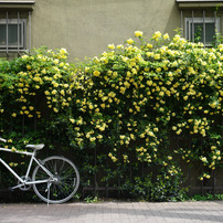 自転車