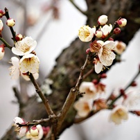 小梅：大栗小梅