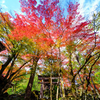 OTHERS(その他)のレンズ LAOWA 17mm F4 Ultra-Wide GFX Zero-D