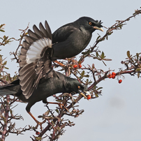 ピラカンサの実を食べに、、、