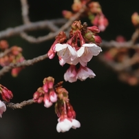 今年の桜も良い桜　１６