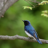 しあわせの〜①空を見上げる青い鳥