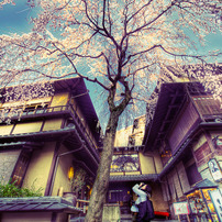 春の京都
