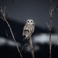 Bird photo*8