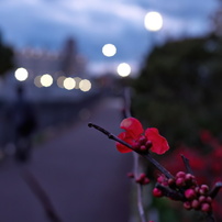 COSINA(コシナ)のレンズ フォクトレンダー NOKTON 25mm F0.95 Type II