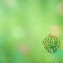 緑の花