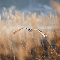 Bird photo*9