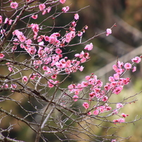 CANON(キヤノン)のレンズ EF100-300mm F5.6L で撮影した写真(画像)一覧