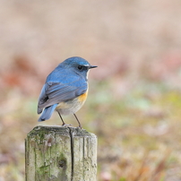 CANON(キヤノン)のデジタル一眼EOS 5D Mark IV で撮影した写真(画像