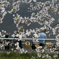 2011＜桜＞