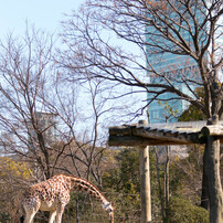 天王寺動物園