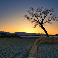 カメラ その他 TAMRON(タムロン)のレンズ SP AF 17-50mm F/2.8 XR Di II LD 