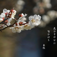写真句：春告げ草