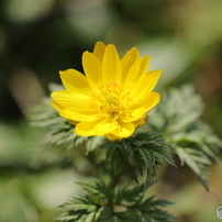 CANON(キヤノン)のレンズ EF180mm F3.5L マクロ USM で撮影した写真