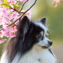 KONICA MINOLTA(コニカミノルタ)のレンズ AFアポテレズーム100-400mmF4.5-6.7  で撮影した写真(画像)一覧(2ページ目)- 写真共有サイト:PHOTOHITO